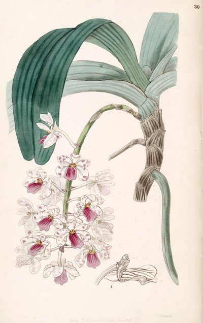 Rhynchostylis gigantea subsp. violacea (as syn. Vanda violacea) by Miss Drake